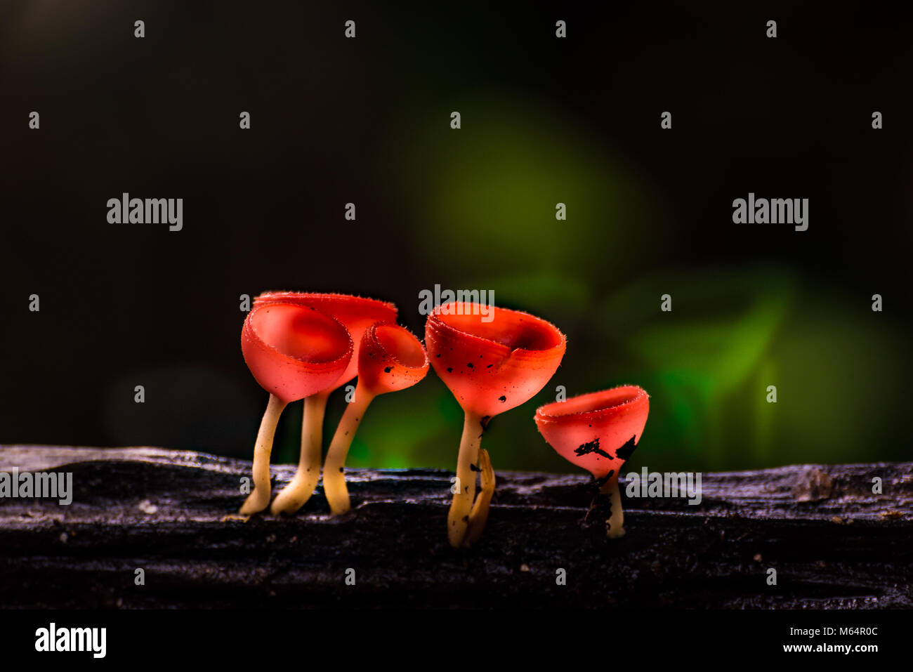 close up or macro mushroom fungi cup in the forest with water drop and raining, black background Stock Photo