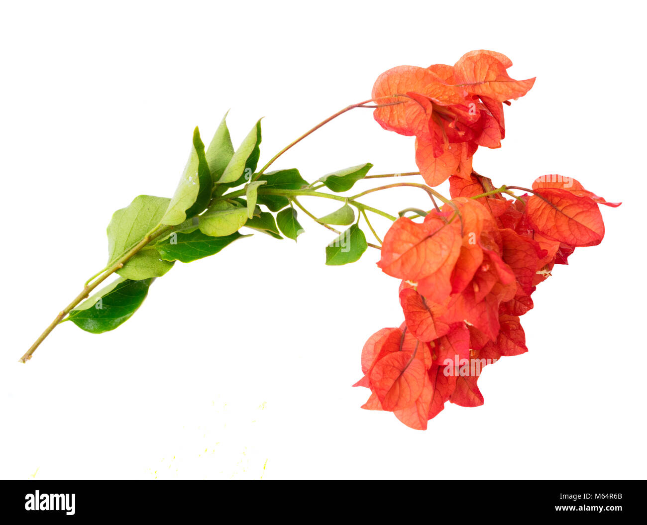 bougainvillea red flowers isolated on white background Stock Photo
