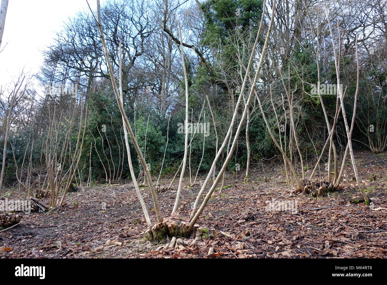 Tree coppice England, Britain, Uk Stock Photo