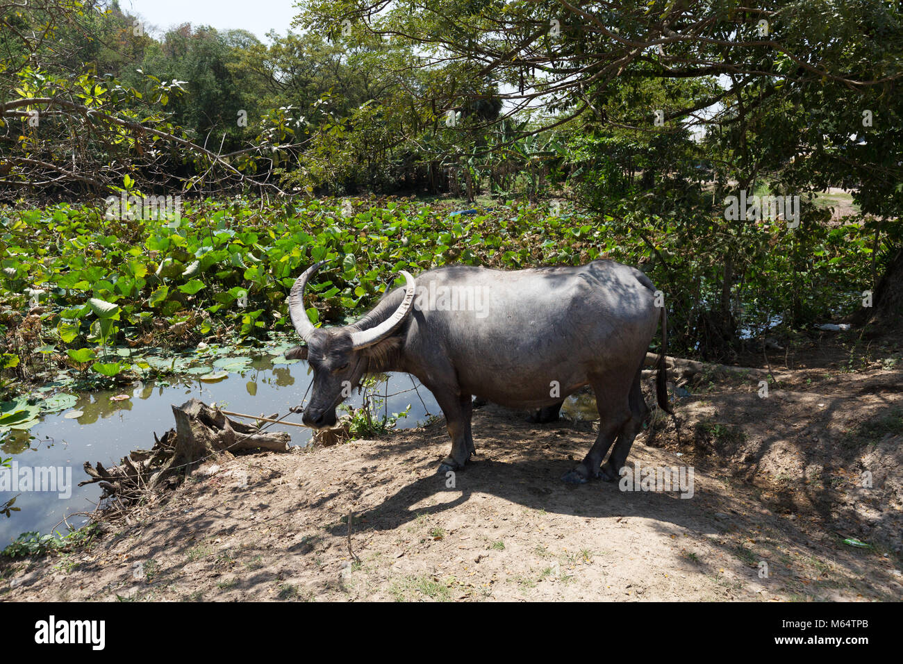 Water Buffalo ( Bubalus bubalis ), Cambodia, Asia Stock Photo Alamy