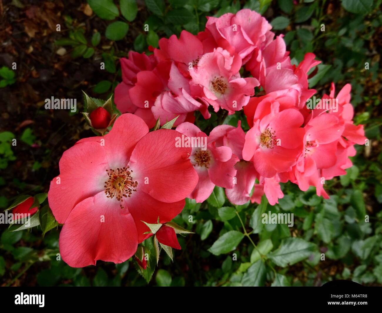 Red Rosa pimpinellifolia Stock Photo