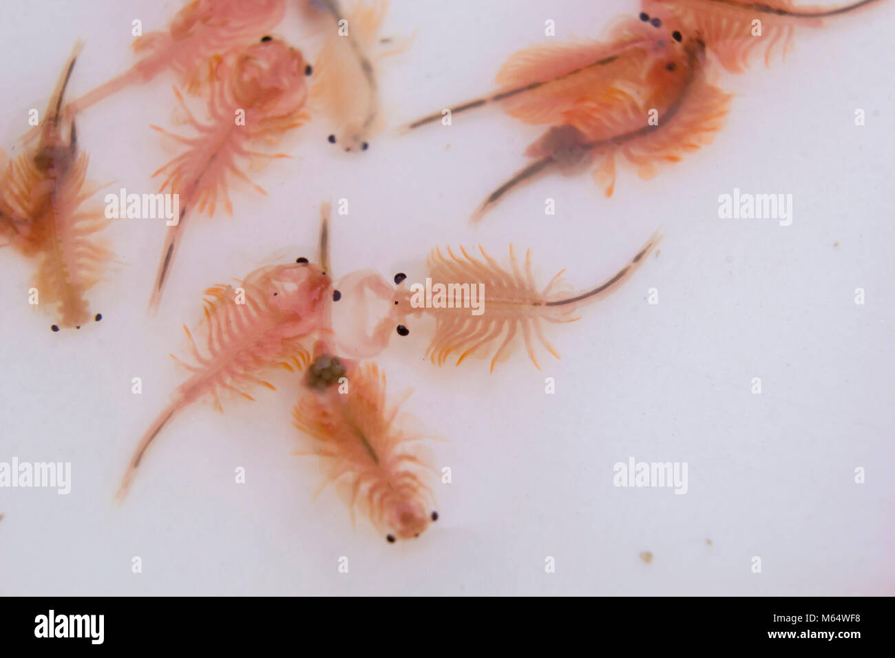 Artemia (Brine shrimp, Sea-monkey) on white background Stock Photo