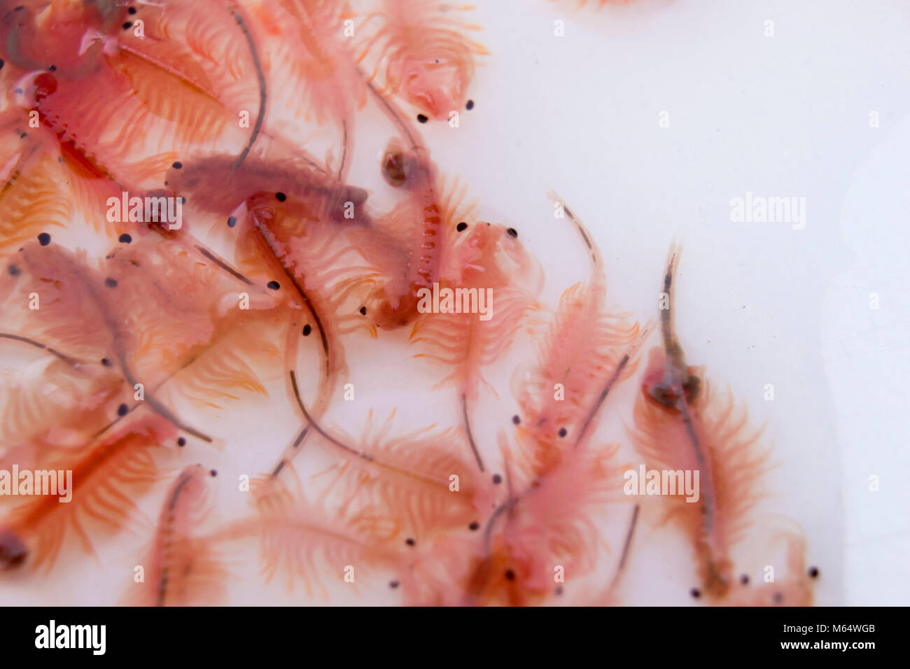 Artemia (Brine shrimp, Sea-monkey) on white background Stock Photo