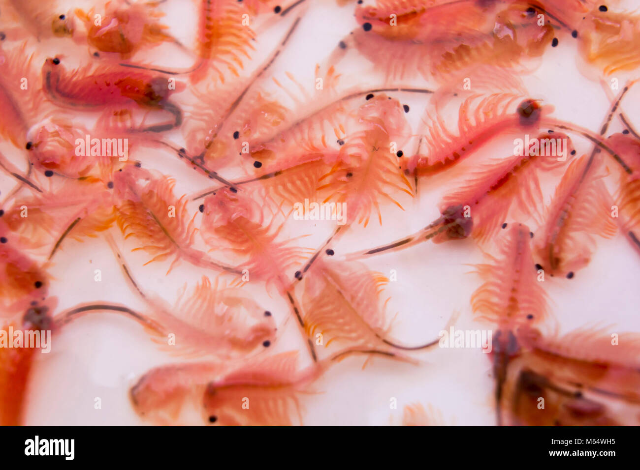 Artemia (Brine shrimp, Sea-monkey) on white background Stock Photo