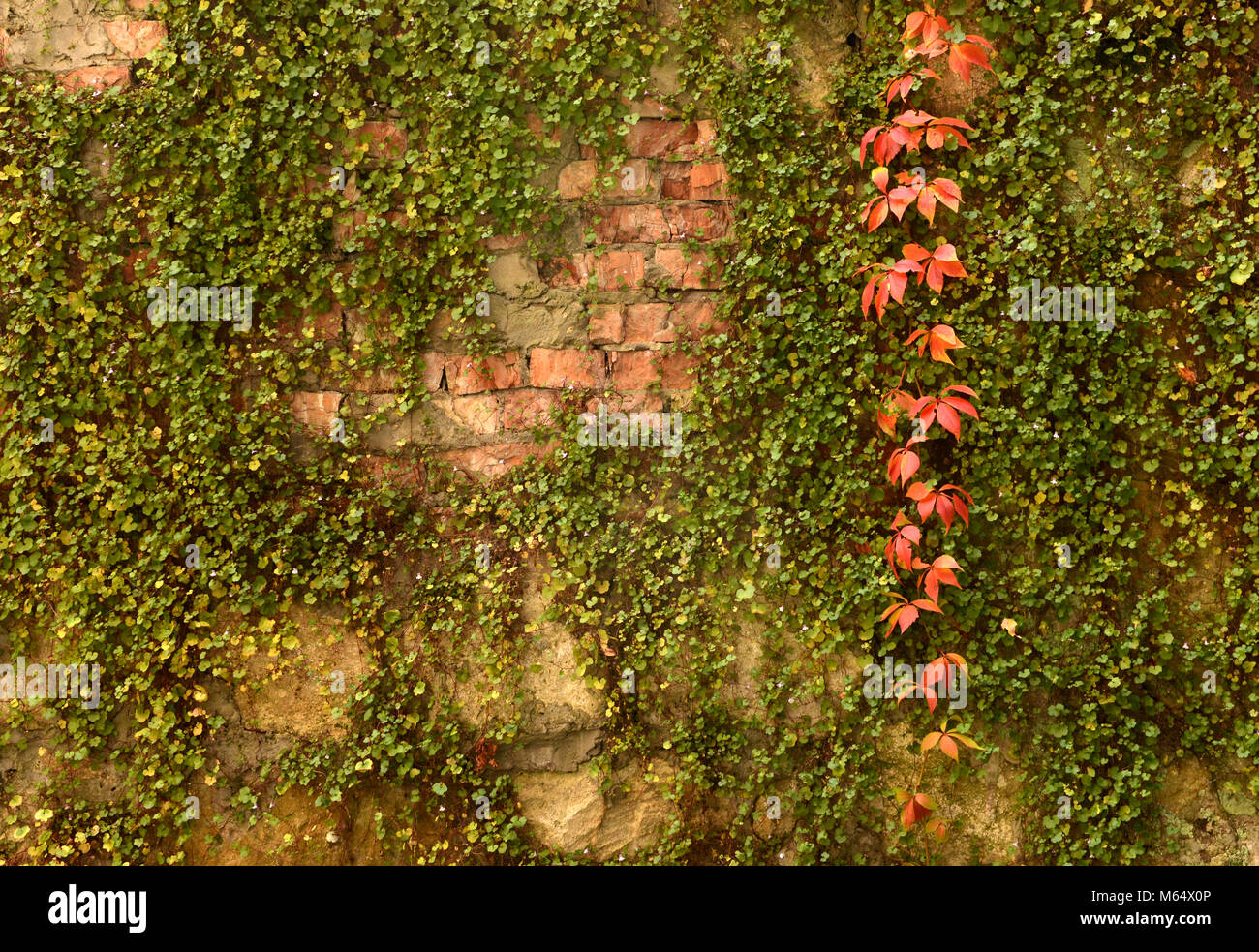 Wall overgrown, ancient brick wall, background, texture, old dilapidated brick wall overgrown with grass Stock Photo