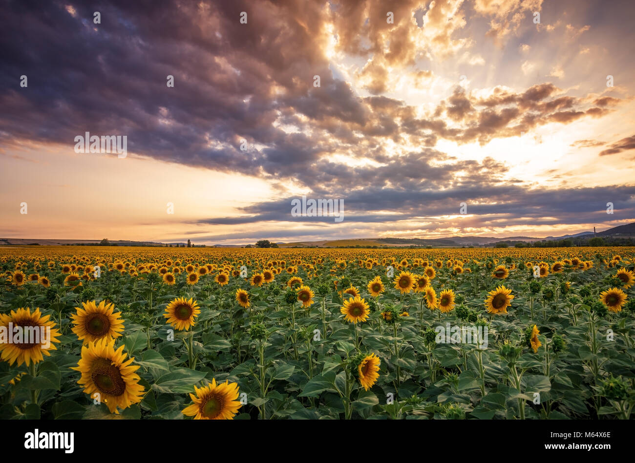 Sunflower field at sunset and dramatic sky Stock Photo - Alamy