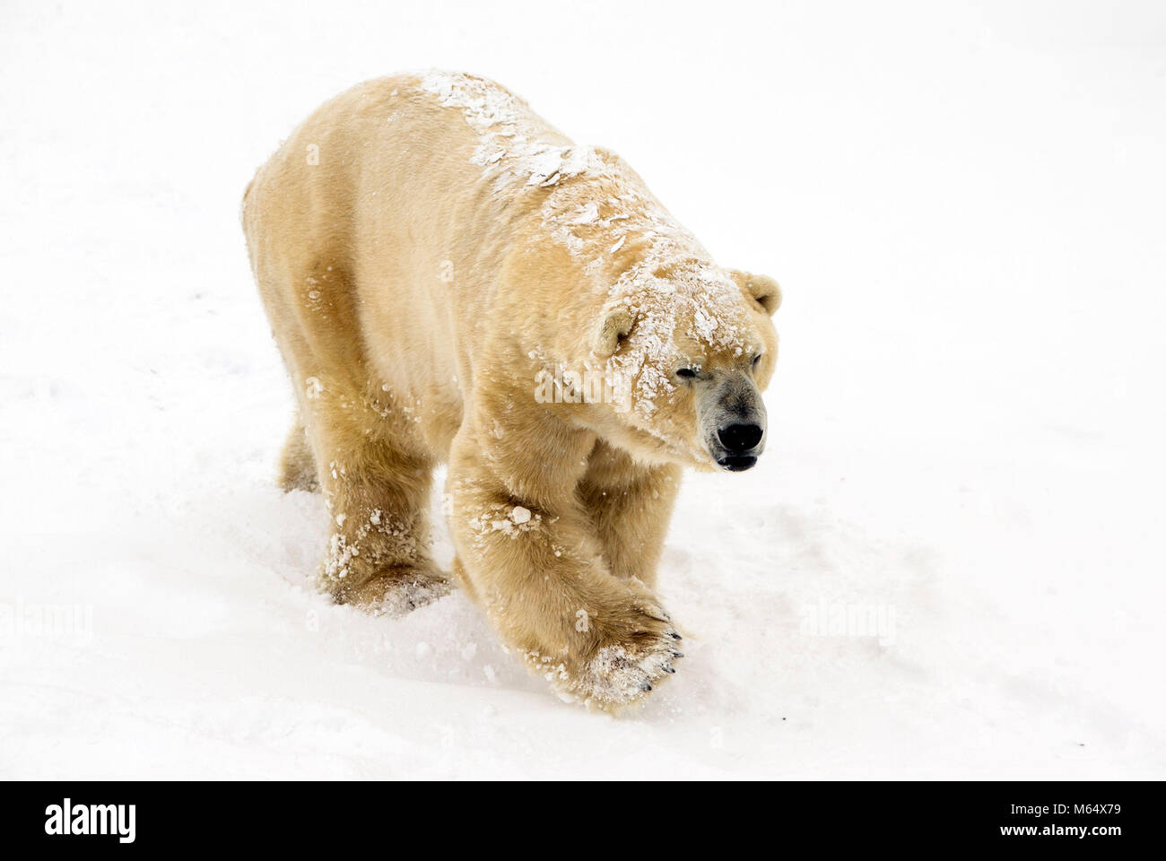 Victor The Polar Bear Enjoys The Snow At The Yorkshire Wildlife Park In