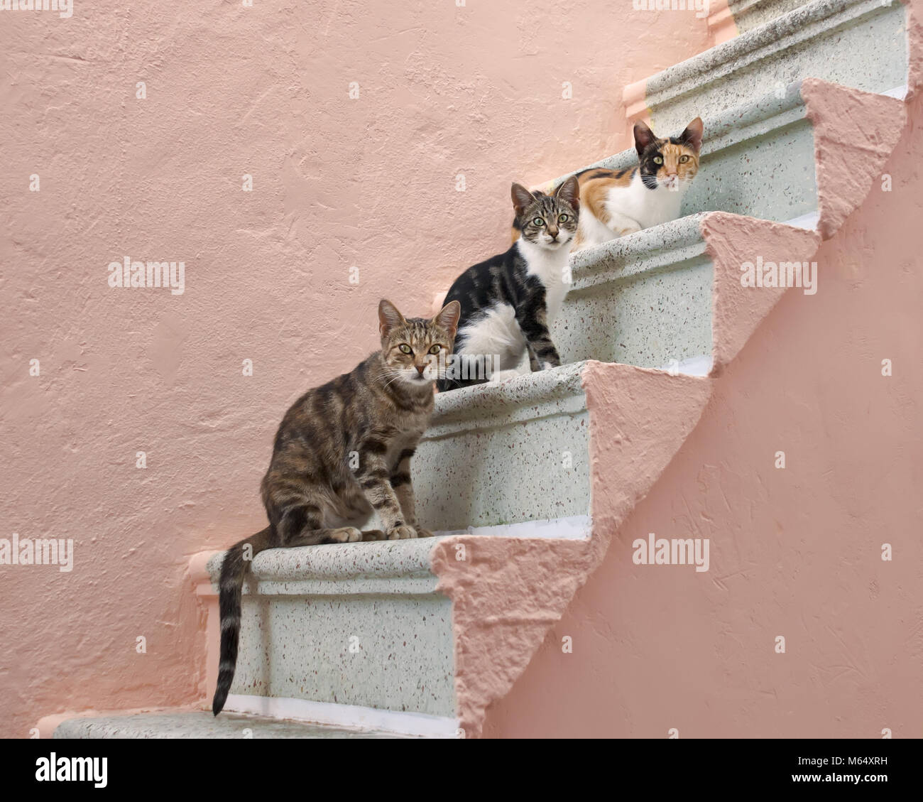 Three companioned cats of various colors posture behind each other on a pale pink stony outside stairway on the Greek island Chios, North Aegean Stock Photo