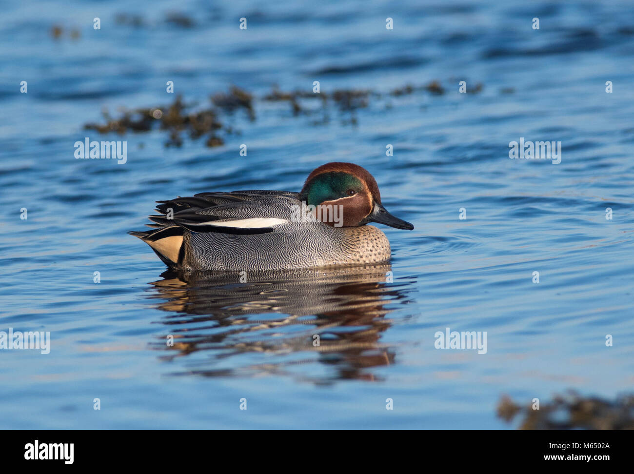 Drake Eurasian Teal (Anas crecca) on the coast of Scotland feeding amongst seaweed. Stock Photo