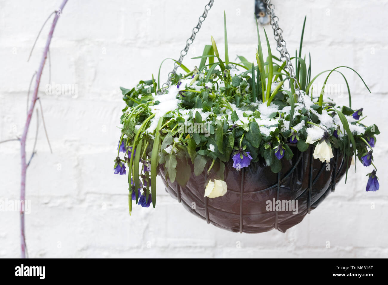 Hanging basket with pansies and bulbs affected by the cold weather. Stock Photo