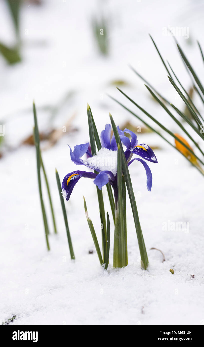 Iris reticulata 'Harmony'  flowers in the snow. Stock Photo