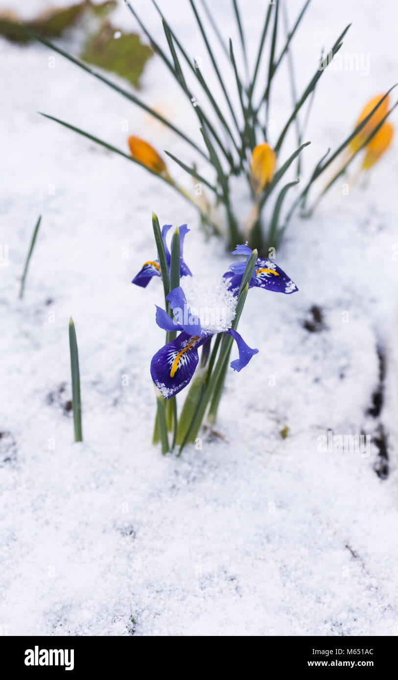Iris reticulata 'Harmony'  flowers in the snow. Stock Photo