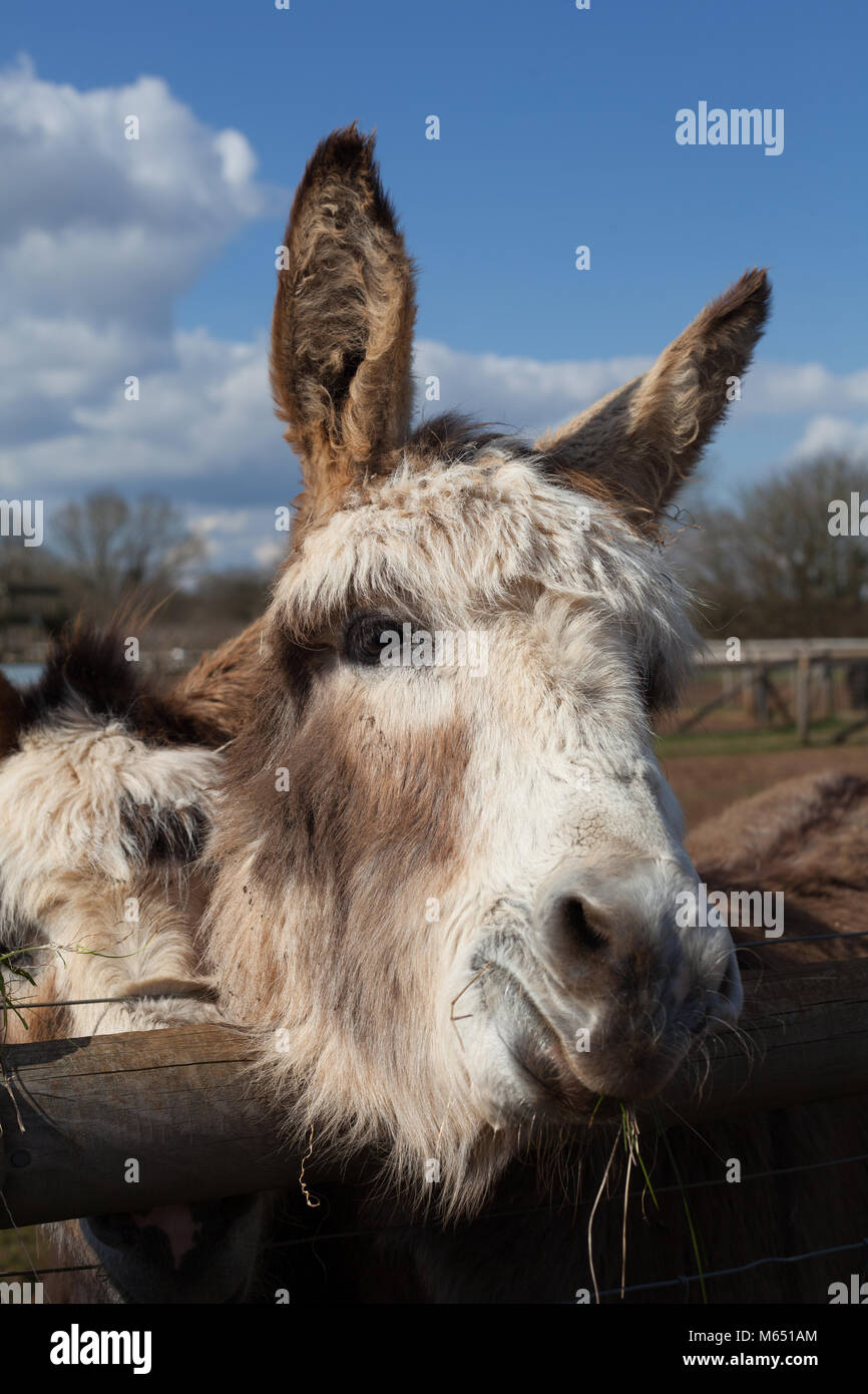 Close up portrait of domestic british donkey smiling at camera Stock