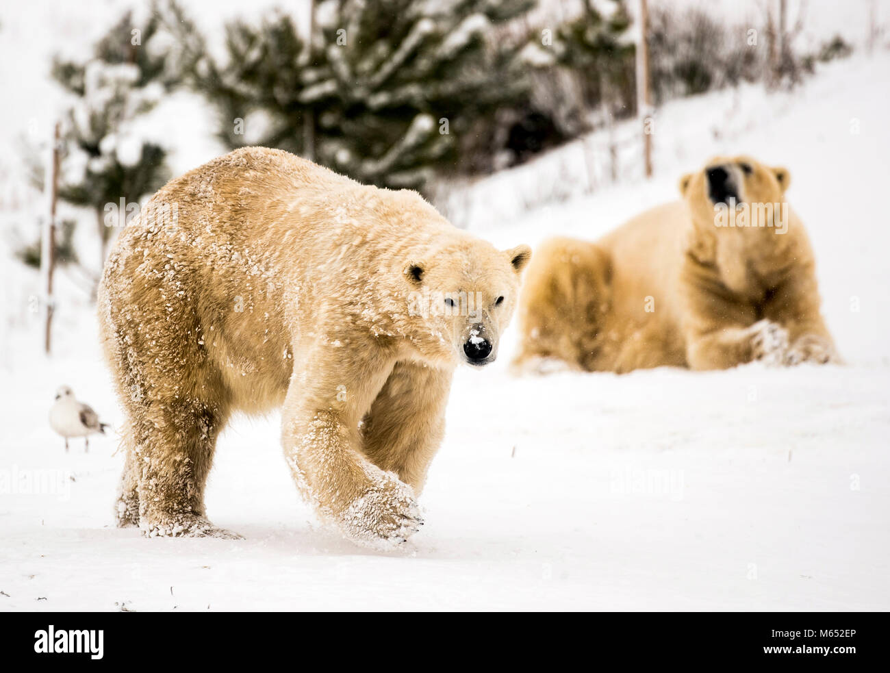 Yorkshire wildlife park polar bears hi-res stock photography and images ...