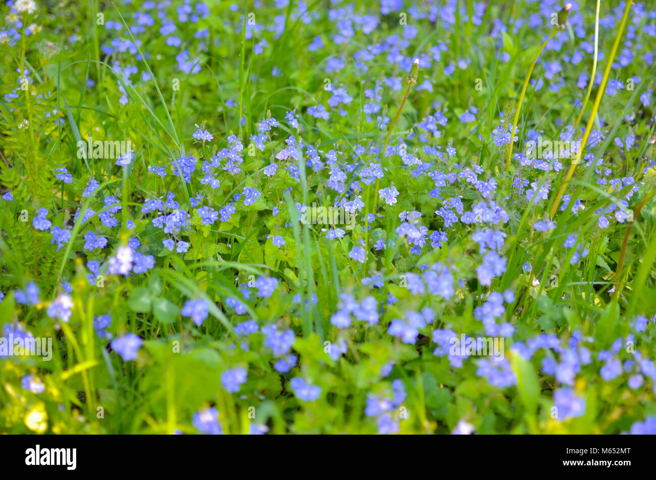 Forget-me-not flowers vertical background of beautiful blue flower ...