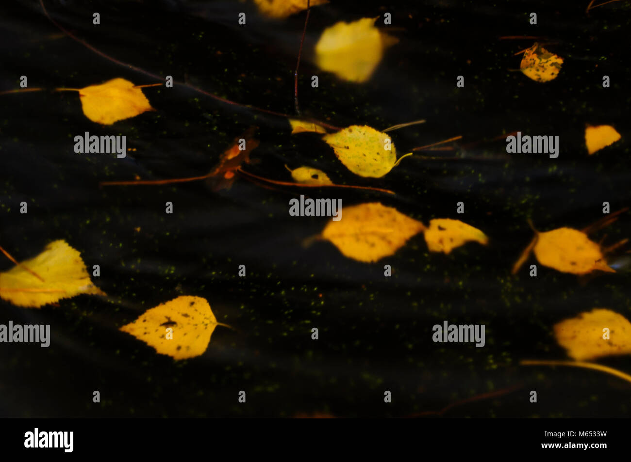 Autunm, stream, leaves, wallpaper, background, colorful Stock Photo