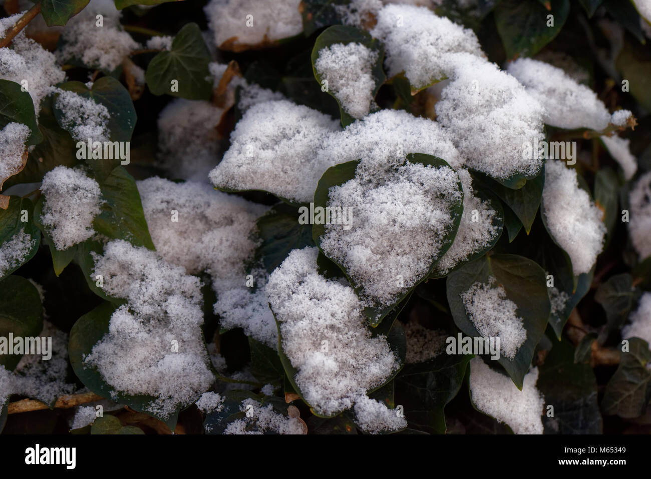 Snow covered leaves, close up Stock Photo - Alamy