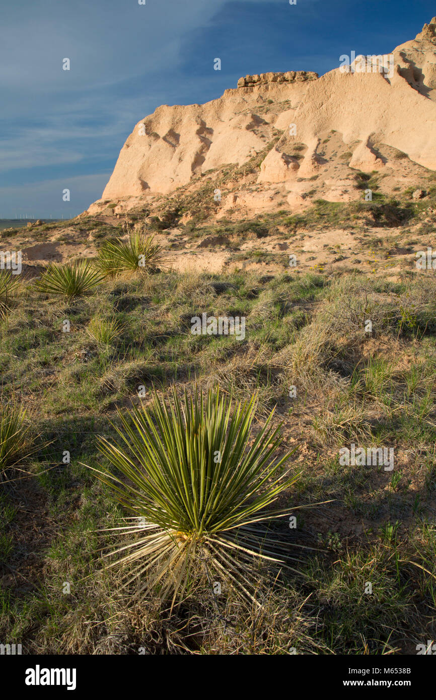 Chalk Bluffs with Soaptree yucca from Pawnee Buttes Trail, Pawnee