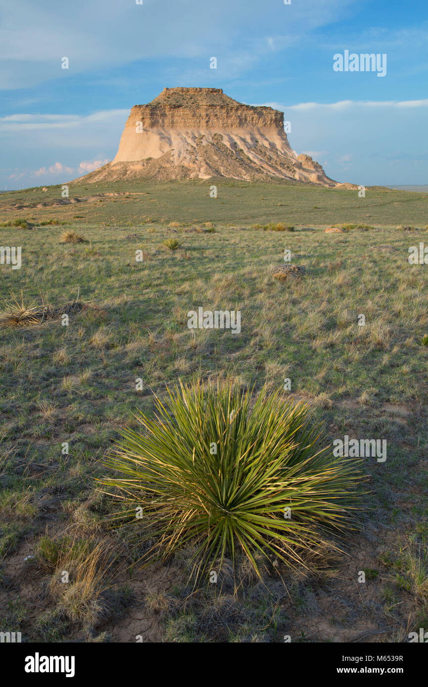 West Pawnee Butte with Soaptree yucca from Pawnee Buttes Trail, Pawnee