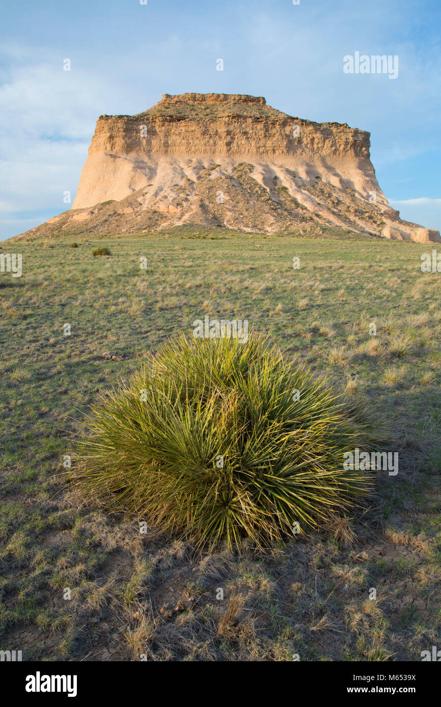 West Pawnee Butte with Soaptree yucca from Pawnee Buttes Trail, Pawnee