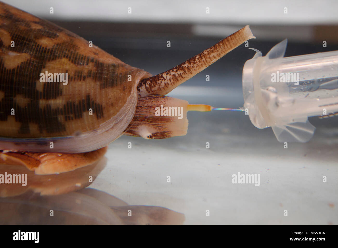 Native to reefs throughout the Indo-Pacific region, Conus striatus venom might be medically valuable because it is tailored to act on vertebrates. Stock Photo