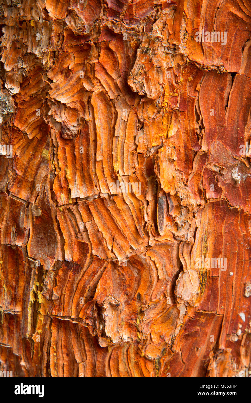 Spruce bark, Rocky Mountain National Park, Colorado Stock Photo