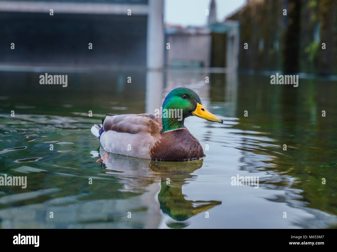 Lone mallard duck swimming, Reykjavik, Iceland Stock Photo