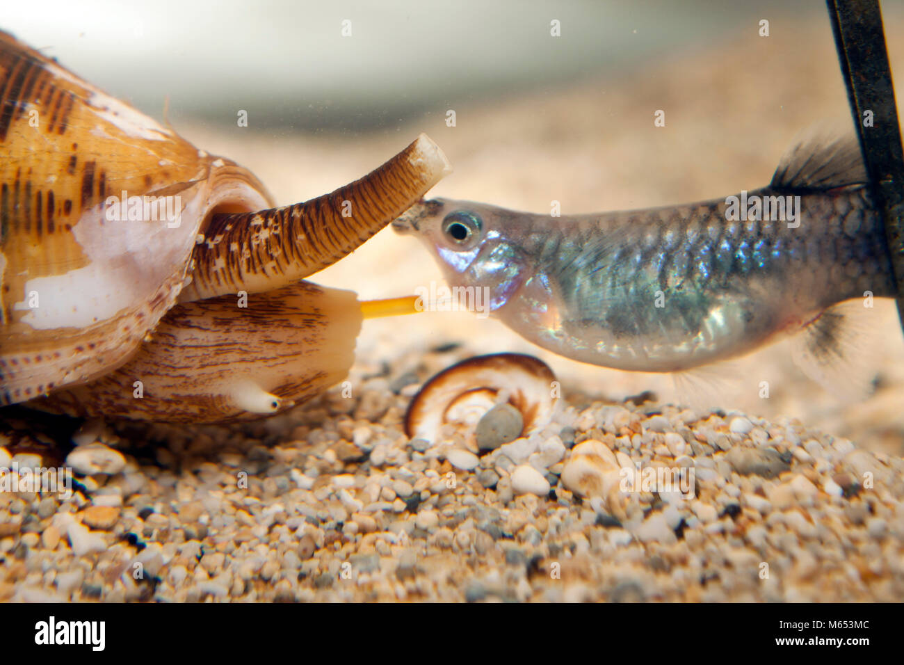 Native to reefs throughout the Indo-Pacific region, Conus striatus venom might be medically valuable because it is tailored to act on vertebrates. Stock Photo