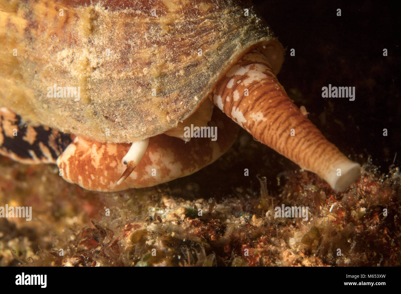 Conus geographus is the deadliest cone snail in the world. Here it is found hunting on a seamount in Papua New Guinea. Stock Photo