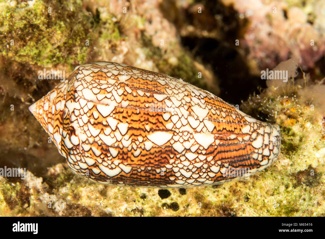 Textile cone snail out hunting in Papua New Guinea. Stock Photo