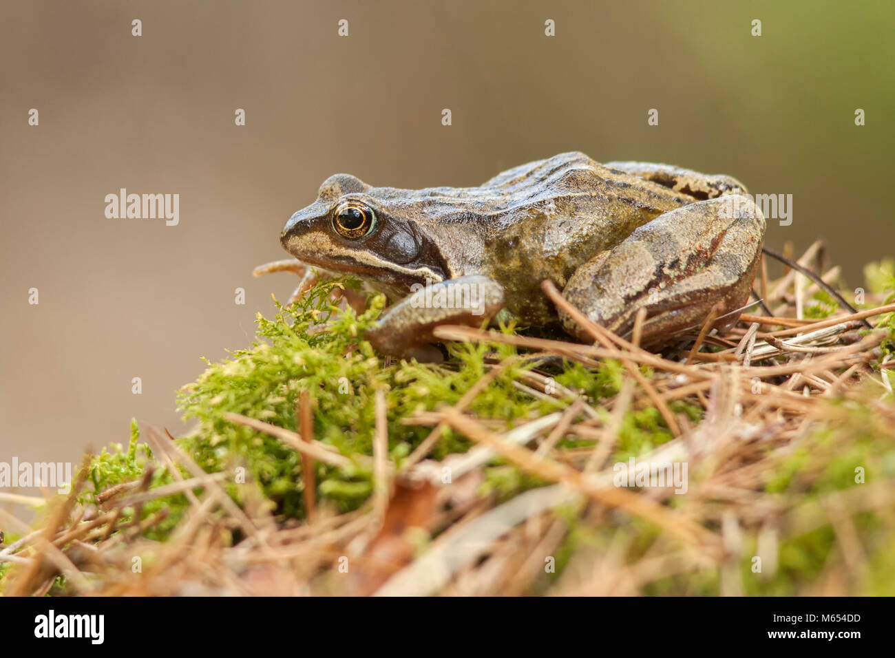 Common Frog (Rana temporaria) resting on a moss covered rock in woodland. Tipperary, Ireland. Stock Photo