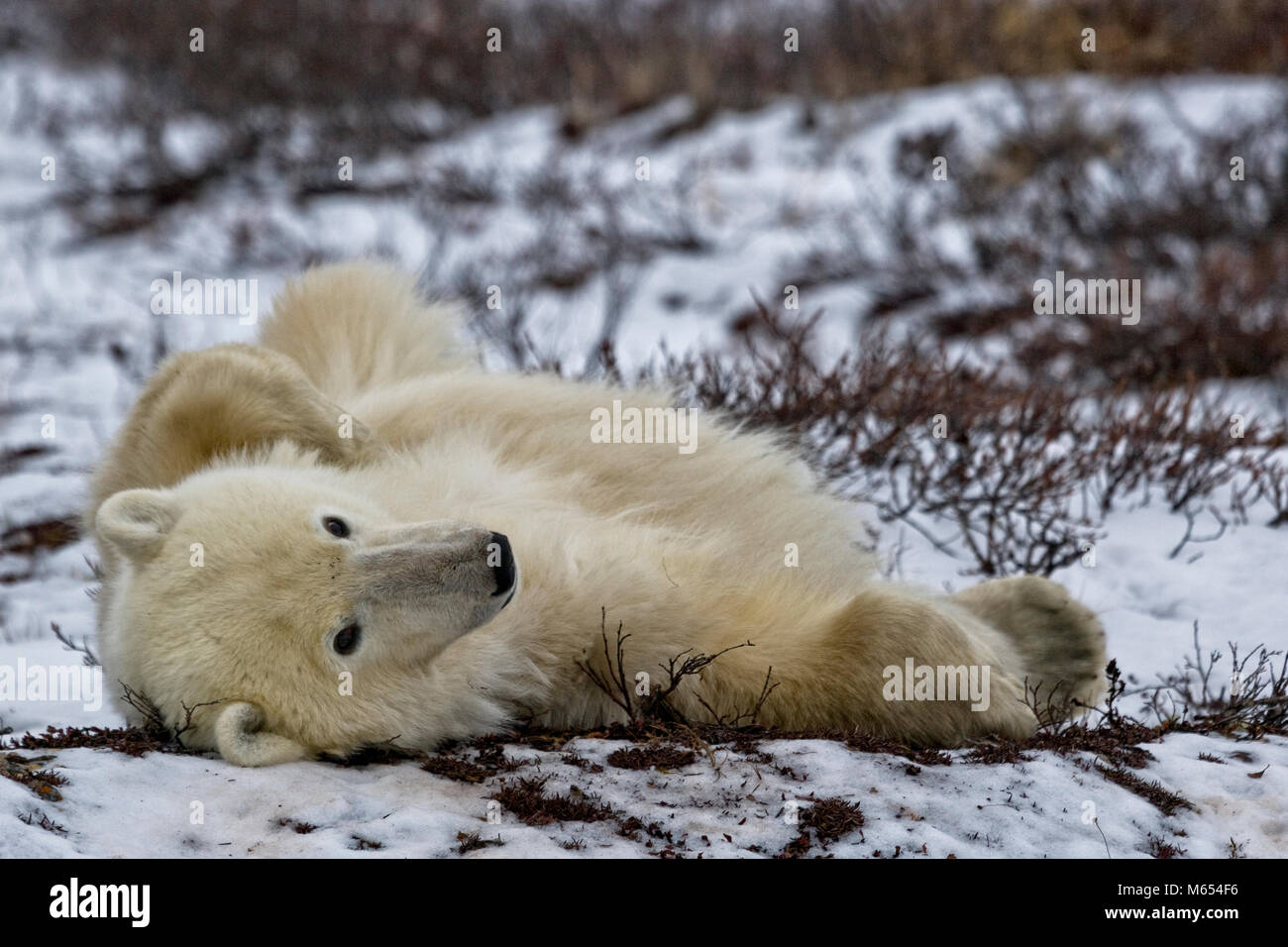 Polar bears, Churchill, Manitoba, Canada, Hudson Bay, Polar Bear, Ursus maritimus, in the Churchill Wildlife Management Area, Hudson Bay, Churchill, M Stock Photo