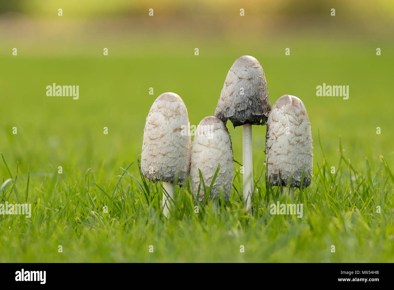 Group of four Shaggy Inkcap mushrooms (Coprinus comatus) growing on a lawn. Tipperary, Ireland Stock Photo