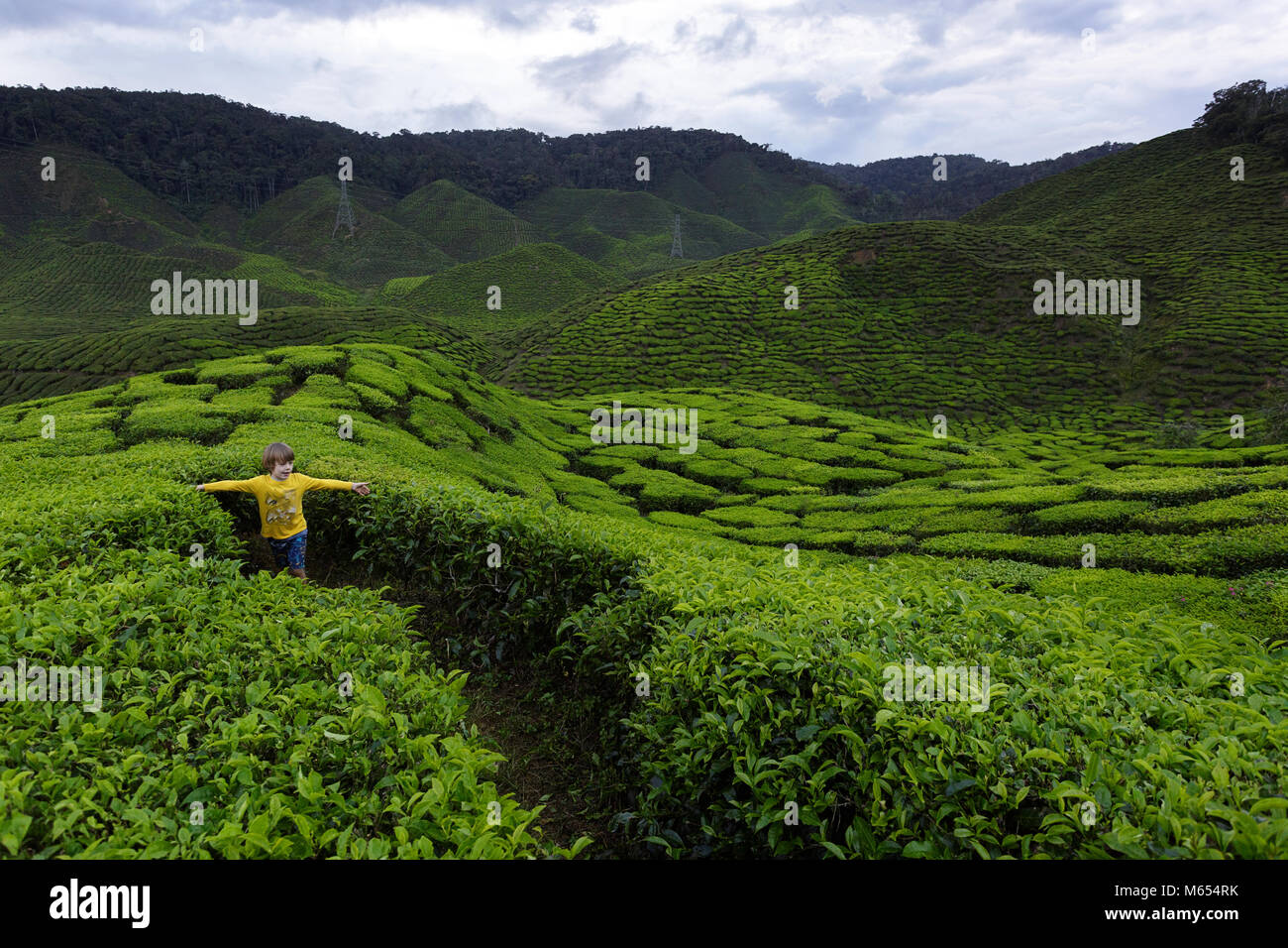 Young western blonde cute boy walking among tea plantations with arms wide open to touch tea leaves, Cameron Highlands, Malaysia. Stock Photo