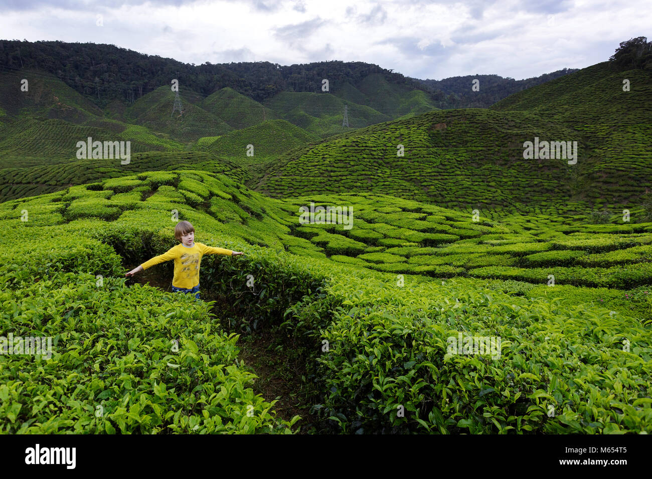 Young western blonde cute boy walking among tea plantations with arms wide open to touch tea leaves, Cameron Highlands, Malaysia. Stock Photo