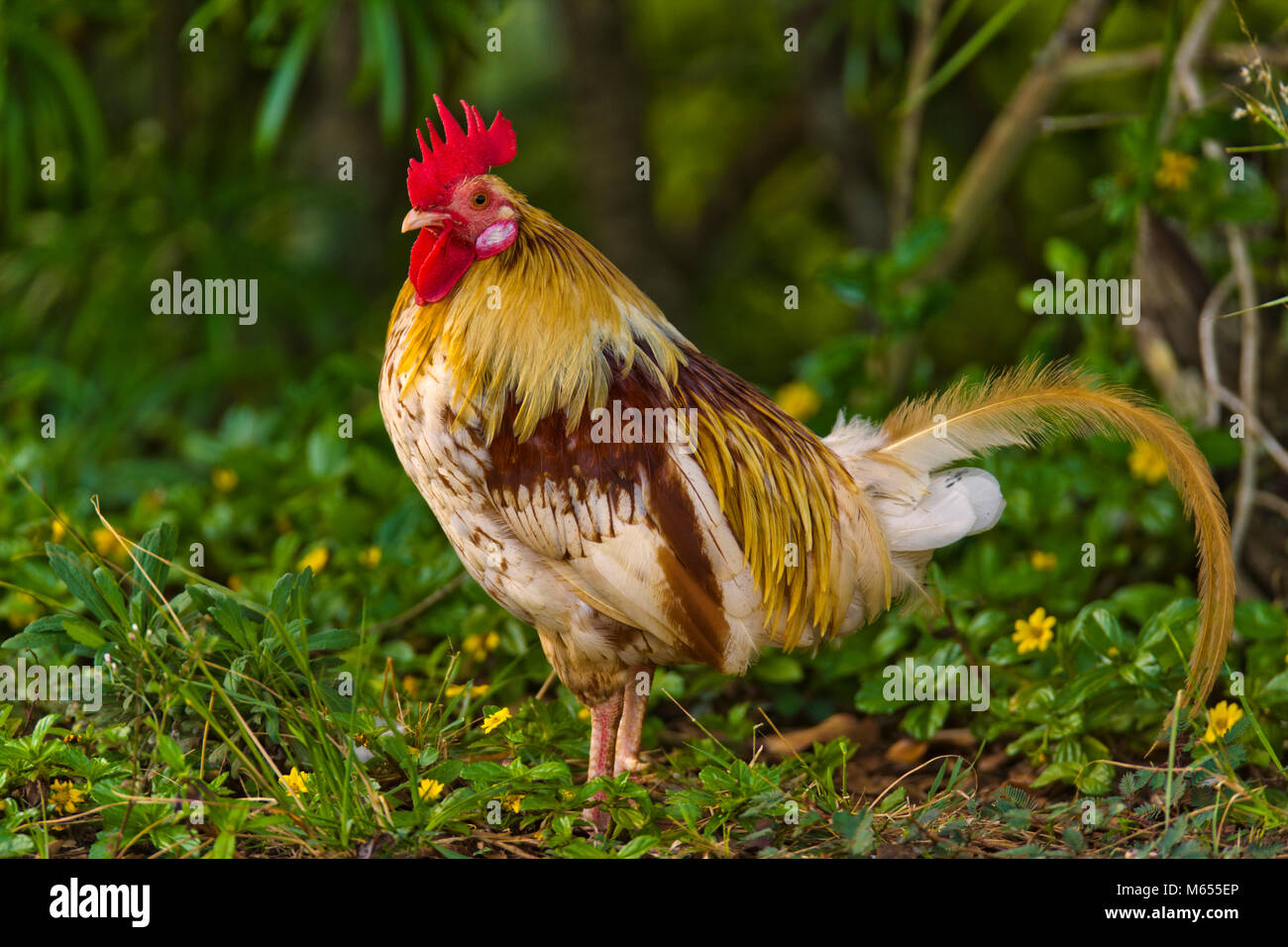 Kauai feral chicken Stock Photo Alamy
