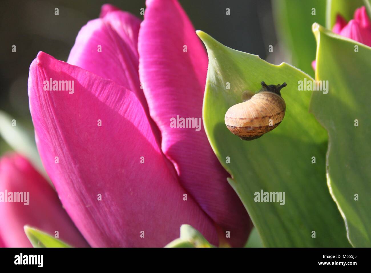 A small snail crawls on purple tulips Stock Photo