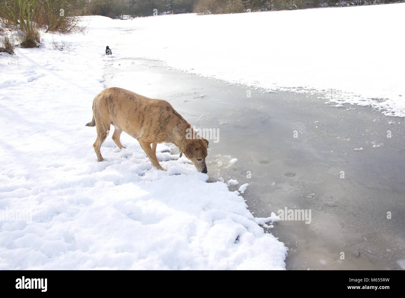 London United Kingdom;  28th February 2018: A dog trying to drink from a frozen lake in an East London Park during the current arctic conditions Stock Photo