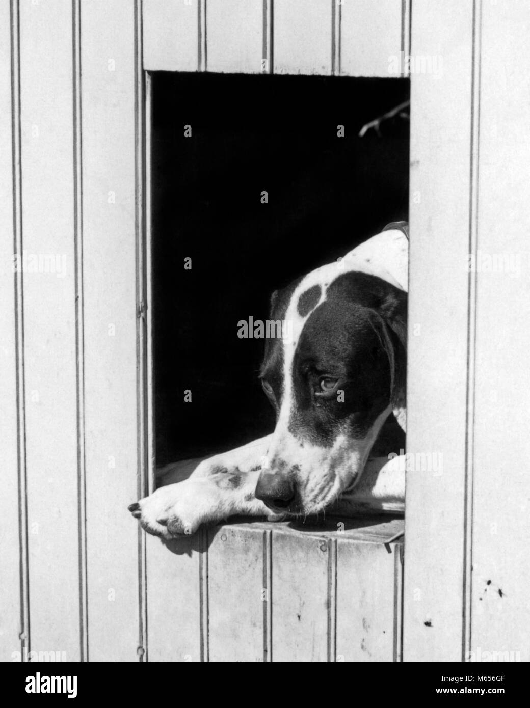 1930s SAD HUNTING DOG POINTER LOOKING OUT OF HIS DOGHOUSE - d4491 HAR001 HARS OLD FASHIONED Stock Photo
