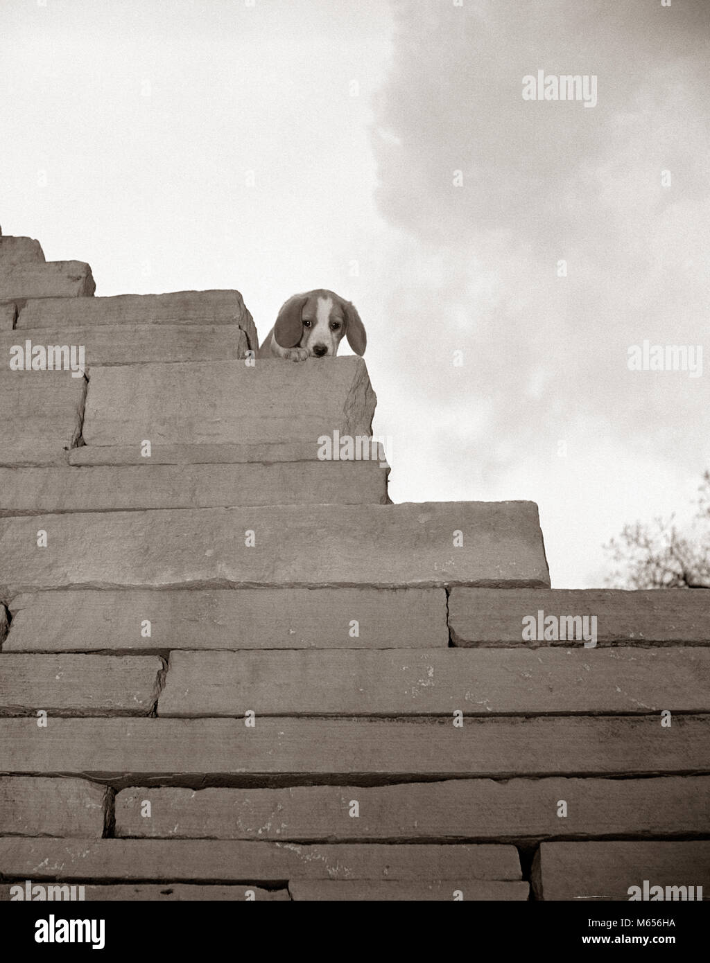 FUNNY HUMOROUS LOST SAD TRAPPED STRANDED BEAGLE PUPPY DOG PEEKING OVER