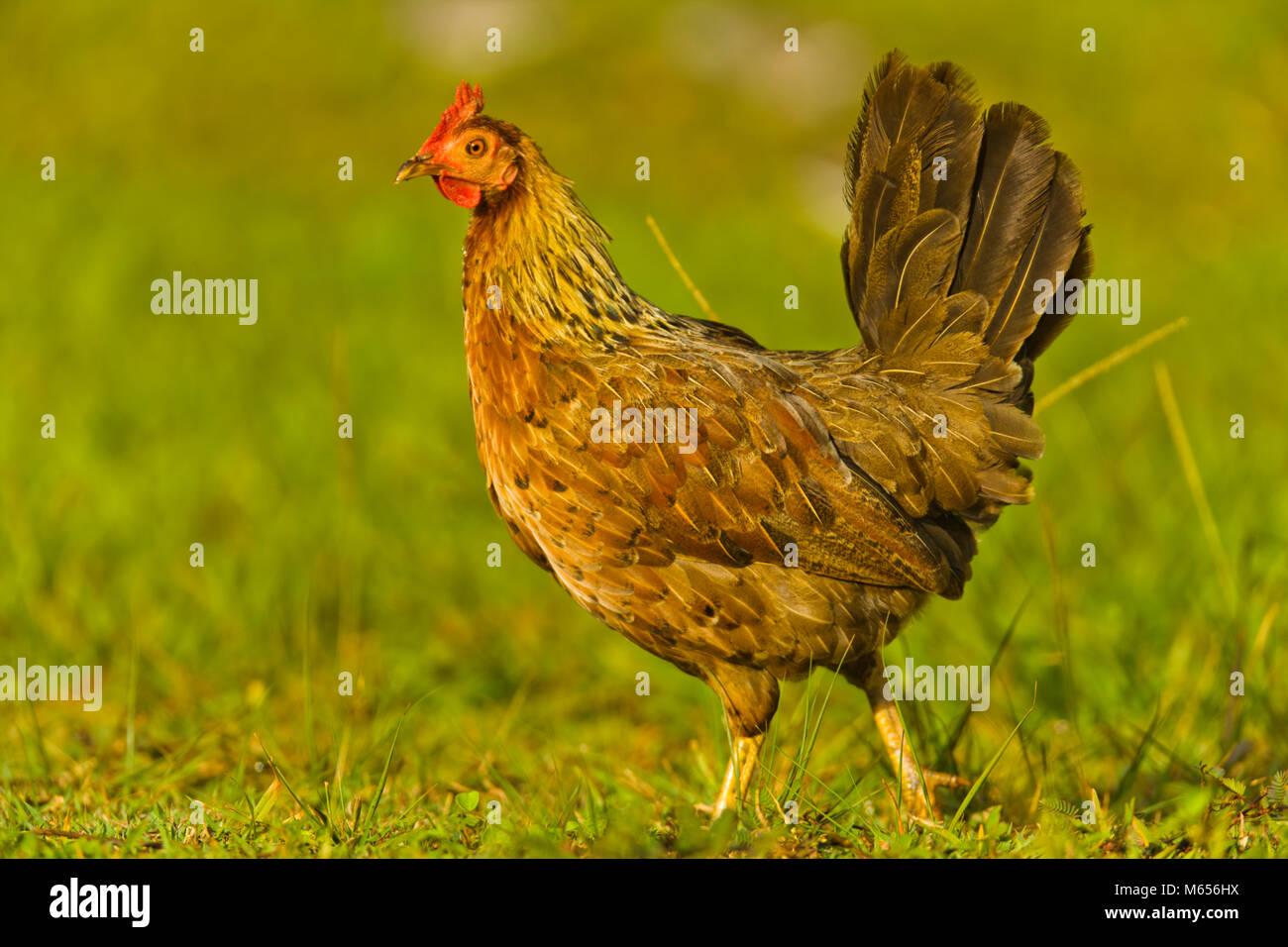 Kauai feral chicken Stock Photo Alamy
