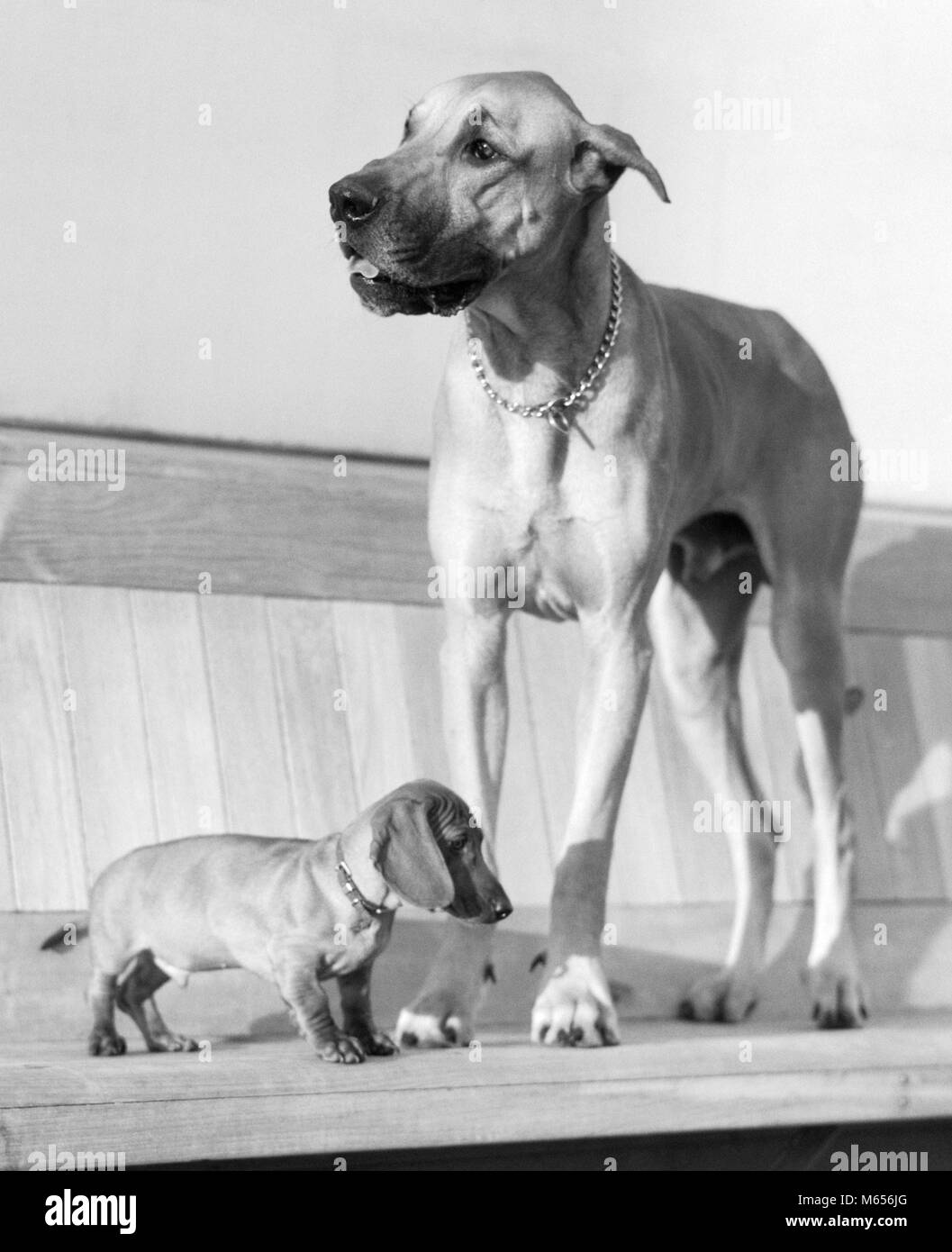 BIG LITTLE TALL SHORT GREAT SMALL OPPOSITES A DACHSHUND AND A GREAT DANE TWO DOGS TWO DIFFERENT SIZES COMPARED - d625 HAR001 HARS COMPARISON DACHSHUND DISSIMILAR GREAT DANE LARGE AND SMALL OLD FASHIONED OPPOSITES ATTRACT SHORT AND TALL SIZES Stock Photo