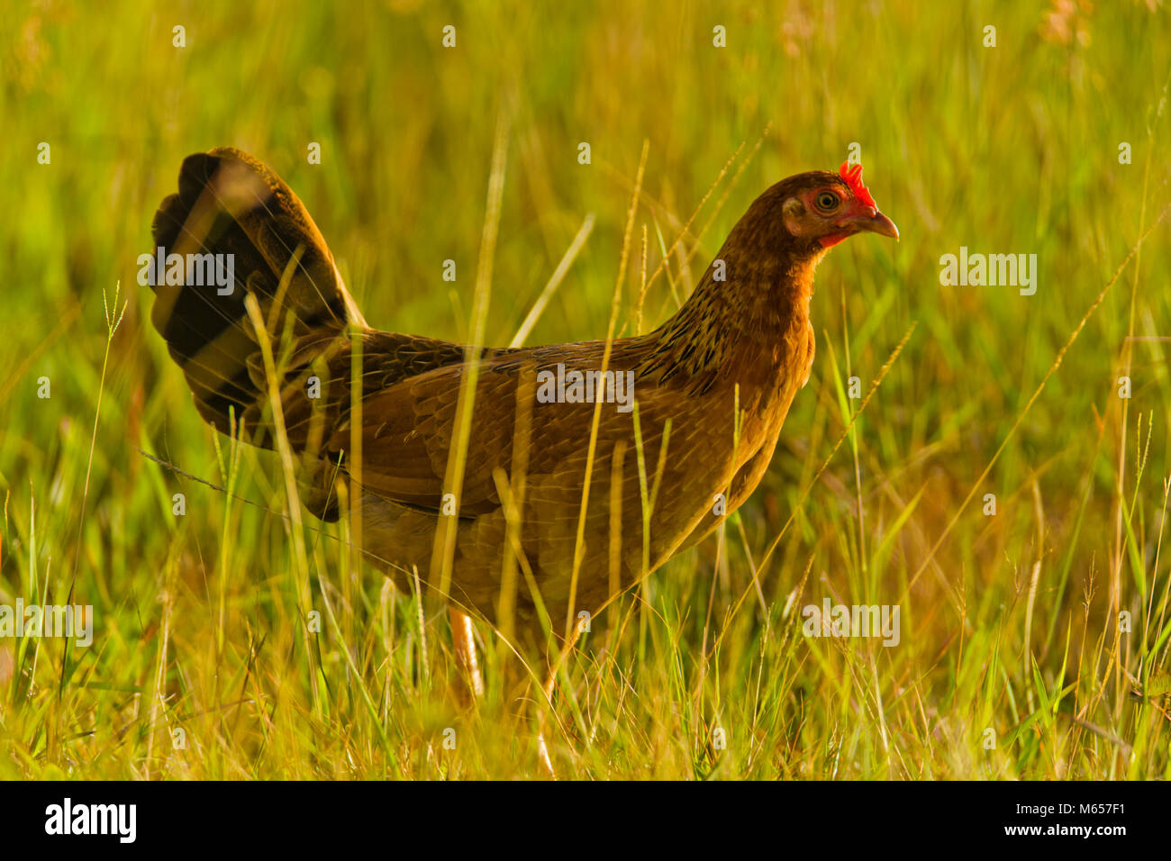 Kauai feral chicken Stock Photo Alamy