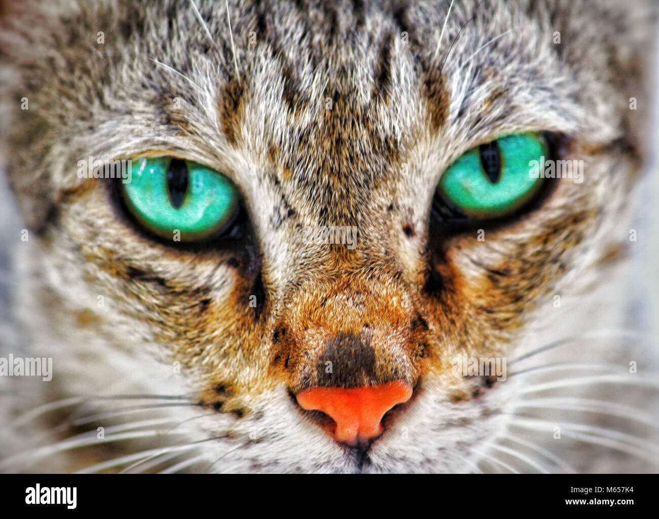 Rule the world hi-res stock photography and images - Alamy