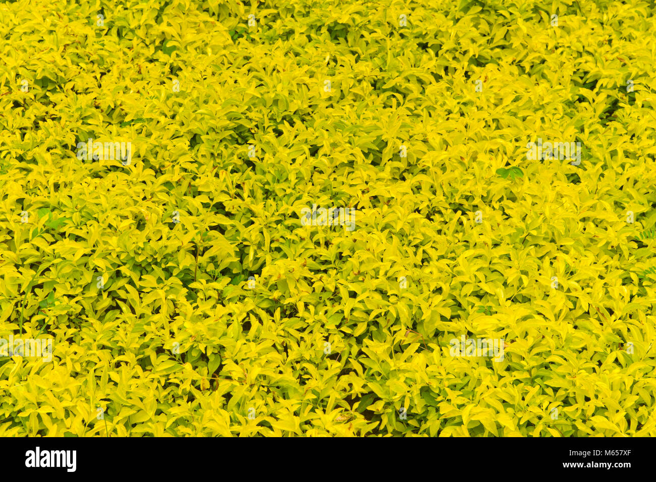Rainforest kauai hi-res stock photography and images - Alamy