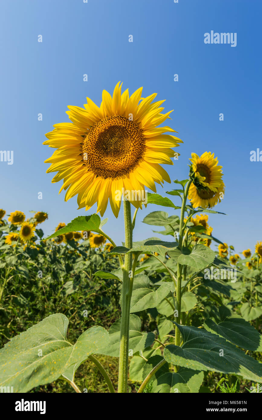 sunflower closeup on the field and deep blue sky Stock Photo - Alamy