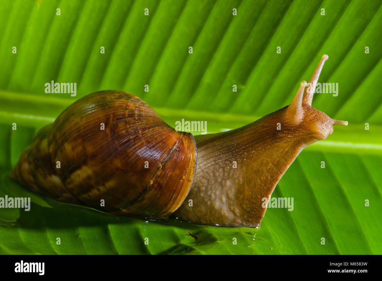 Snail on Kauai, Hawaii Stock Photo Alamy