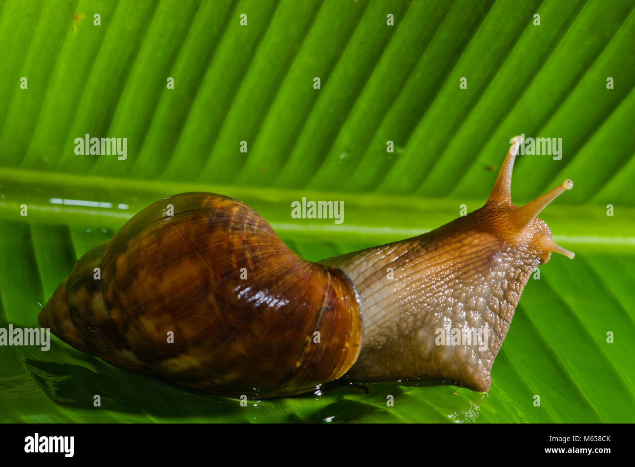 Snail on Kauai, Hawaii Stock Photo Alamy