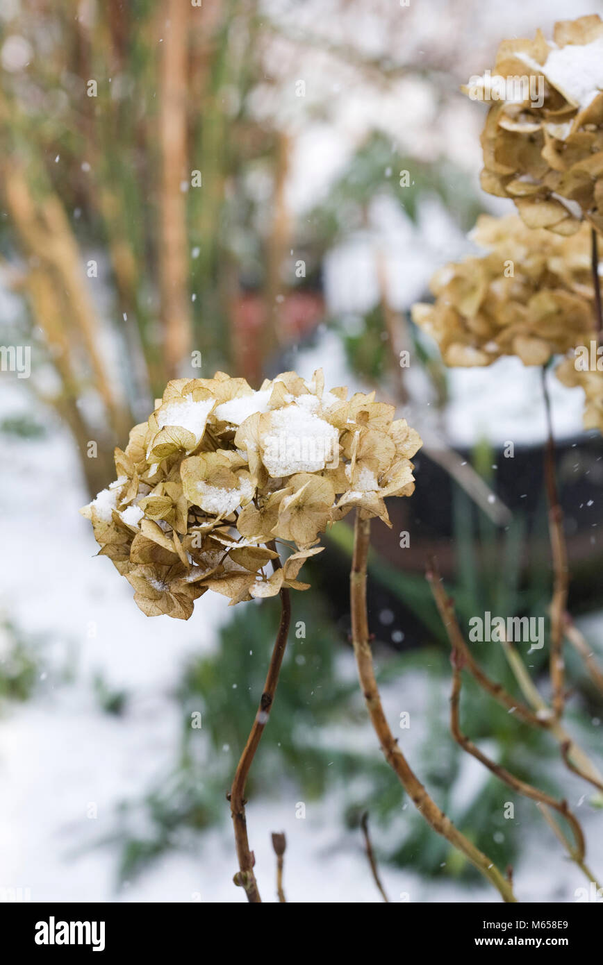 Snow covered Hydrangea flowerheads in Winter. Stock Photo