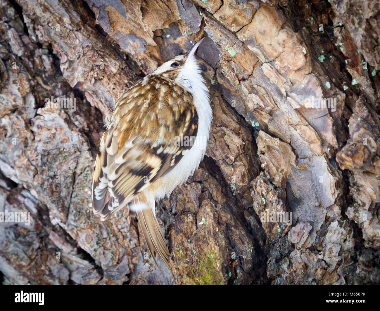 Tree creeper scotland hires stock photography and images Alamy
